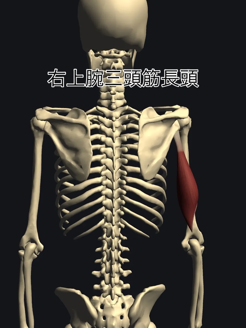 浅草のパーソナルトレーニングで姿勢改善‼️