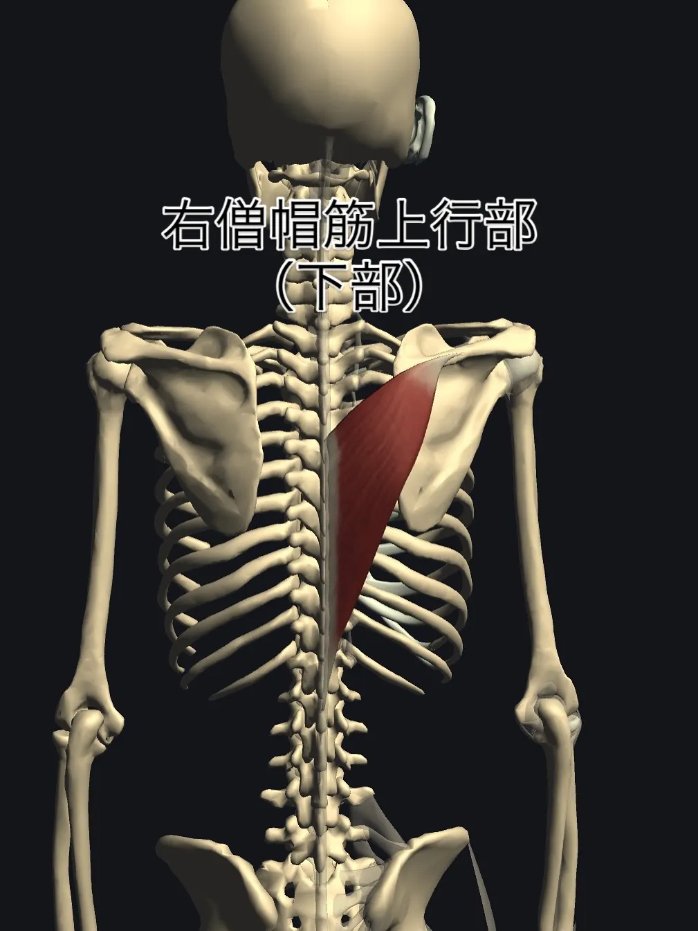 浅草のパーソナルトレーニングで姿勢改善‼️