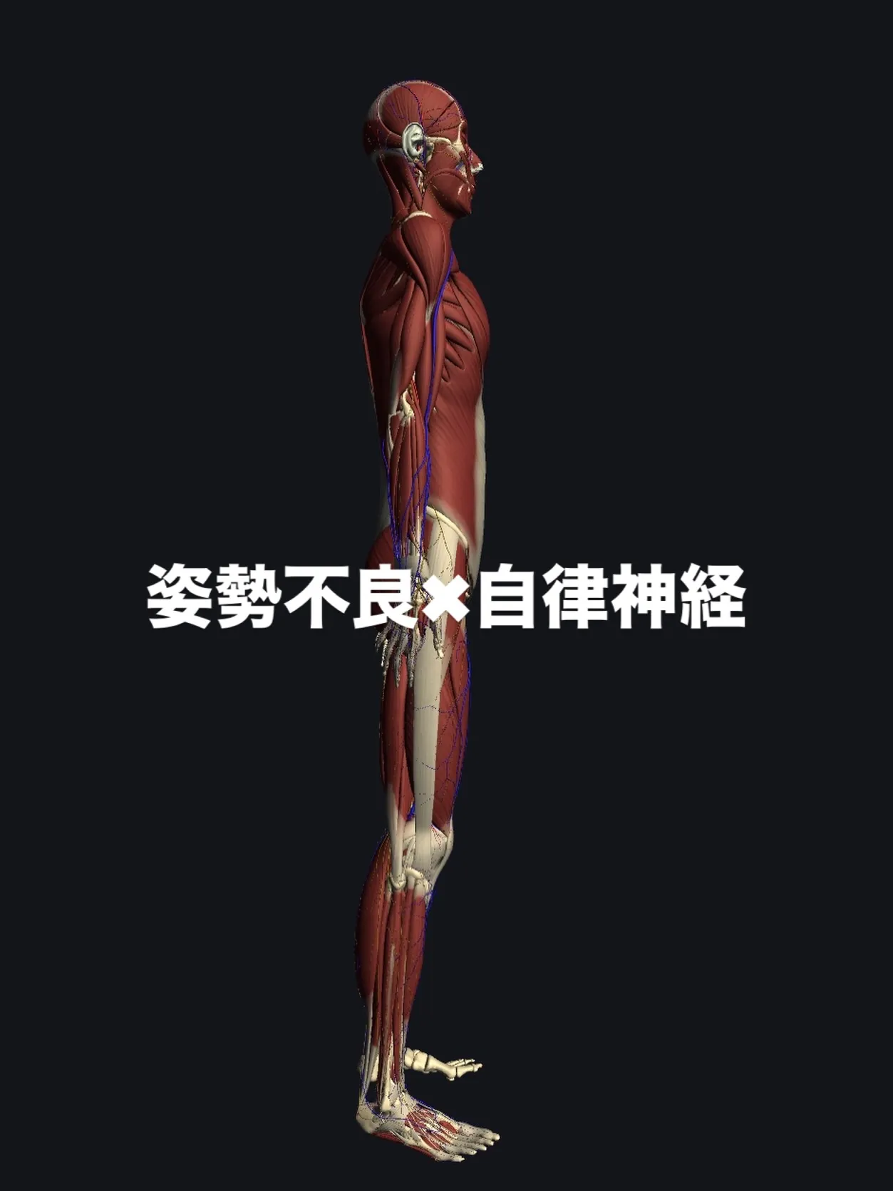 📍浅草入谷エリア｜姿勢不良・腰痛・肩こりと自律神経の深い関係...