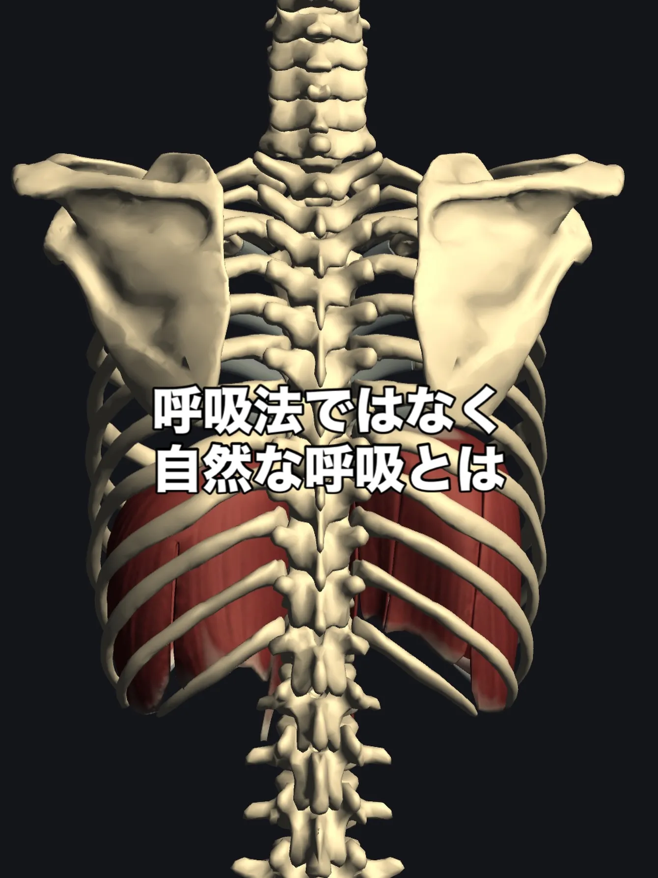 🫁✨浅草・入谷のパーソナルジムが届ける“パーソナルトレーニン...