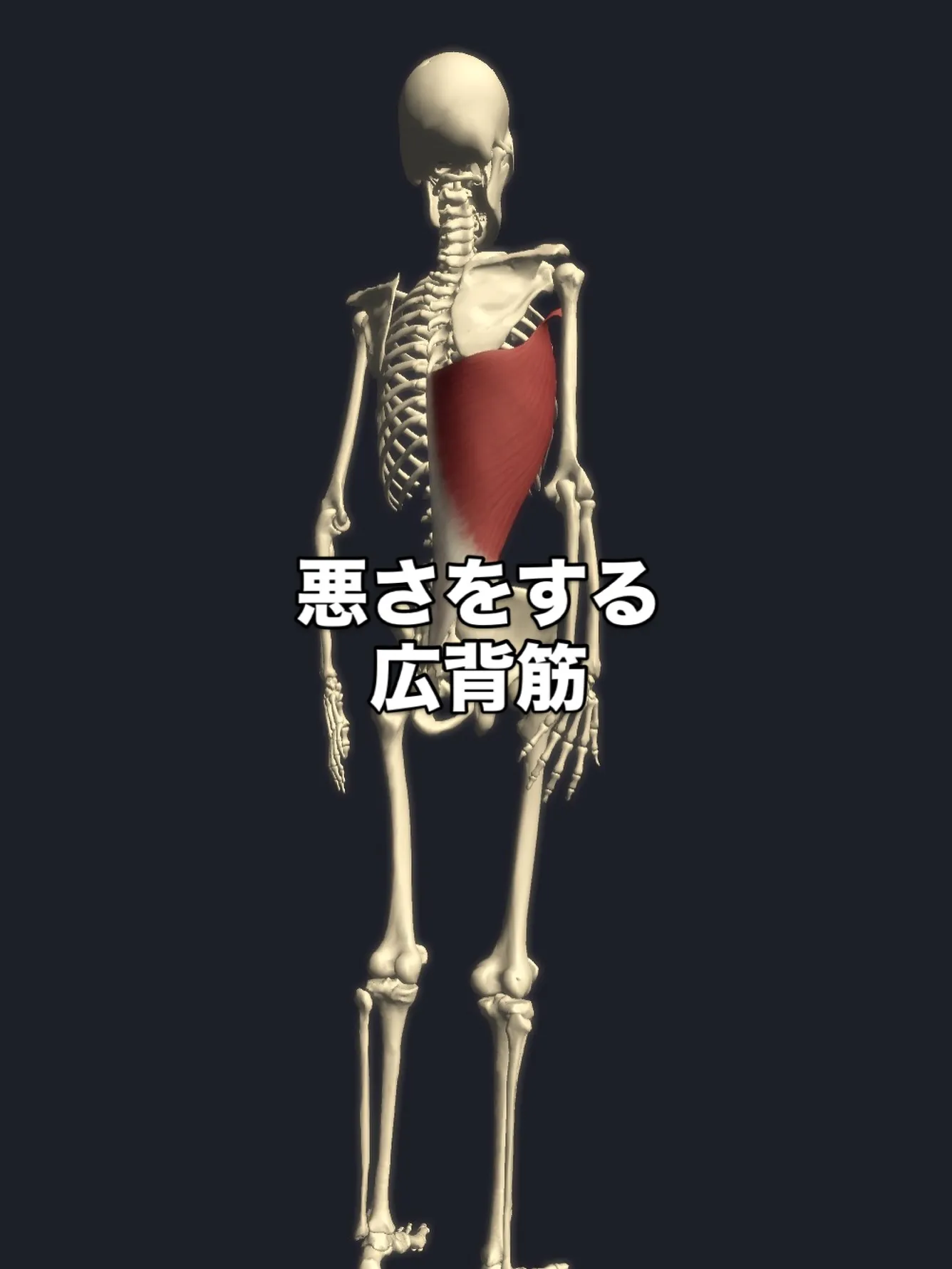 【浅草・入谷エリア発｜姿勢改善に強いパーソナルジムのパーソナ...